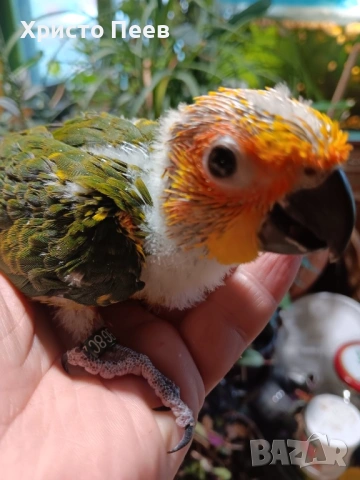 Ръчно хранени бебета аратинга