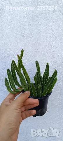 Стапелия,Stapelia hirsuta, снимка 3 - Стайни растения - 56018739