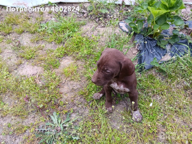 Малки кучета курцхари 