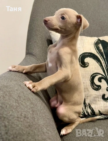 Малки италиански хрътки – елегантност, нежност и истинска аристокрация, снимка 4 - Хрътка - 52676953