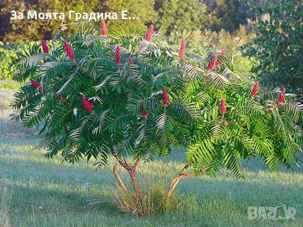 Рустифина дърво, снимка 5 - Градински цветя и растения - 49762500