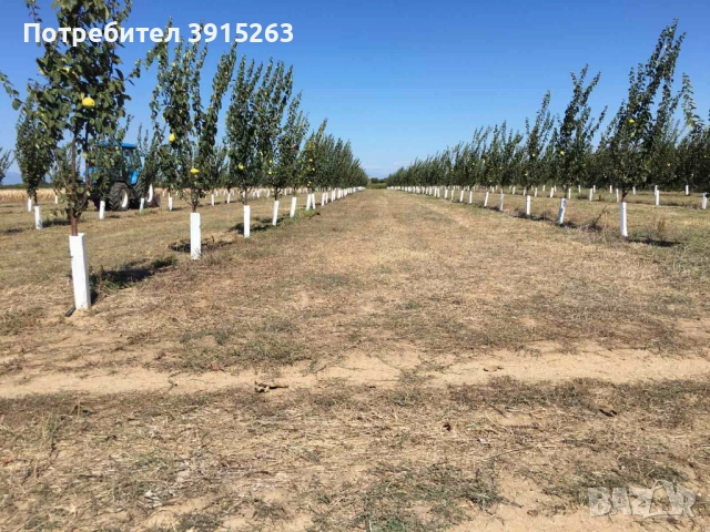 Продавам дюлева овощна градина в с. Цалапица, снимка 7 - Земеделска земя - 52833701