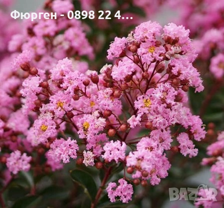 Лагерстремия - индийски люляк Налични 6 цвята , снимка 10 - Разсади - 41067069