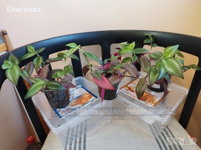 Традесканция 3 бр за 4 €, снимка 7 - Стайни растения - 52027182