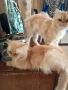 Мъжки персийци на година и половина с хигиенни навици не кастрирани,чиста порода ., снимка 5