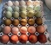 Разноцветни домашни яйца от различни породи кокошки за консумация и люпене, снимка 6