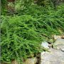  Лоницера, Lonicera nitida Elegant, вечнозелена и студоустойчива!!, снимка 1 - Градински цветя и растения - 39342927