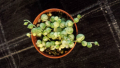 Сенецио, senecio rowleyanus variegata