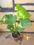 Комплект от три вида monstera, може и по отделно, снимка 16