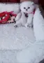 Много Красиви Бебчета.Живи  Играчки, снимка 4