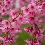 Плачеща японска вишна – Prunus ‘Pendula Rubra’, снимка 1