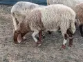 овце, кочове, кози , снимка 9