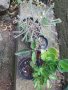 Комплект от четири вида каланхое, снимка 1 - Стайни растения - 42114667