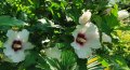 👌👌👌 Hibiscus syriacus, наричан роза на Шарон , снимка 1