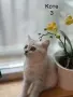 Британско късокосместо коте, снимка 7