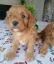 Кавапу/Мини пудел, снимка 4