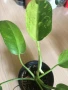 Philodendron Jose Buono , снимка 2
