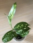 Dracaena surculosa Florida Beauty , снимка 3