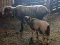 Овце с агнета, снимка 4