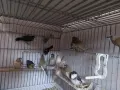 продавам амадини , снимка 1