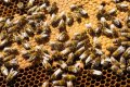 Пчелни майки и отводки сезон 2024 , снимка 7