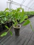 Разсад домати , снимка 1