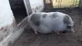 виетнамски прасенца, снимка 9