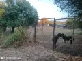 Поземлен имот в с. Горна Росица, снимка 7