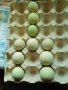 Ексел -яйца от порода снасяща синьо -зелени яйца  около 250 яйца , снимка 4