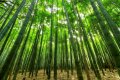 100 броя бамбукови семена от декоративен бамбук Moso Bamboo зелен МОСО БАМБО за декорация и украса b, снимка 12