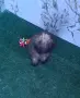 Сив и черен пудел , снимка 2