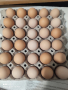 Разплодни яйца от Шведска цветна кокошка , снимка 10