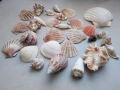 Лот раковина рапан мида декорация аквариум, снимка 1