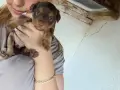 Продавам пинчери светло кафяво,тъмно кафяво и черно, снимка 2