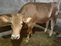 Крава Джарсе Заплодена и юница, снимка 4