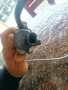 Горивна рейка клапан за високо налягане на Хюндай Матрикс, снимка 3