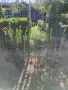Лигуструм за жив плет на гол корен , снимка 1