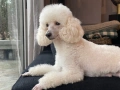 Мини пудели, женски, снимка 2