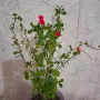 Исусов Венец Цвете, снимка 1