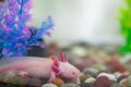 Аксолотъл - Перник Axolotl , снимка 3