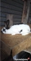 Продавам зайци за разплод и за клане, снимка 5