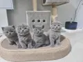 Шотландски и британси котета, снимка 1