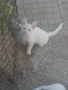 Подарявам малки котета , снимка 2