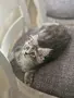 котенца Мейн Куун, снимка 18