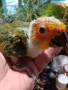 Ръчно хранени бебета аратинга, снимка 1