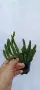Стапелия,Stapelia hirsuta, снимка 3