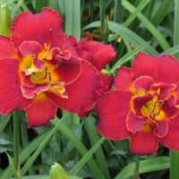 Хемерокалис (Hemerocallis) Double Red Royale, снимка 4 - Разсади - 36680742