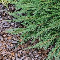 Juniperus Prince of Wales, Хвойна Принца на Уелс, снимка 4 - Градински цветя и растения - 39479127