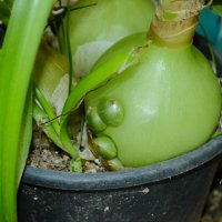 Бременен лук, албука, орнитогалум (Albuca bracteata (syn.: Ornithogalum longibracteatum)), снимка 2 - Стайни растения - 36570496