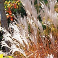 Мискантус Пурпурасценс, студоустойчива трева, снимка 3 - Градински цветя и растения - 38141351